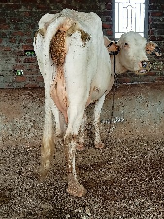 ગાય વેચવાની છે