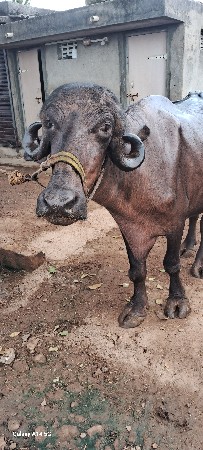વેચવાનુ