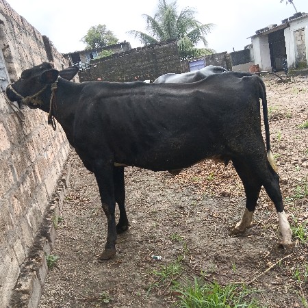ગાય વેચવાની છે