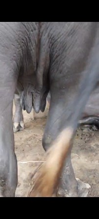 ભેંસ વેચવાની છે