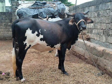 જરસી