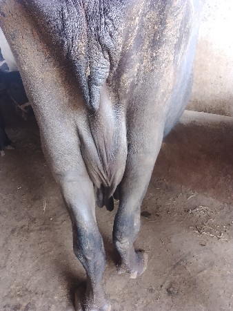 ભૈસ વેચવાની છે