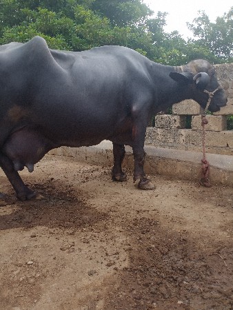 ભેંસ વેચવાની છે