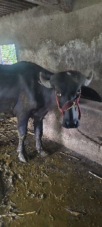 બની પાડો