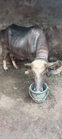 vechavani che