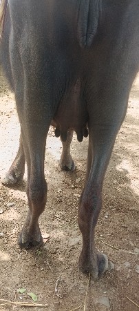 ખડેલી વેચવાની છે