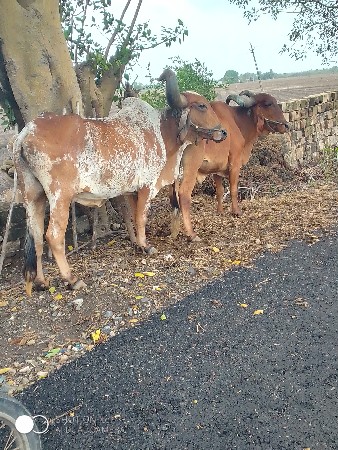 બળદ