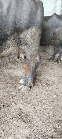 ભેંસ