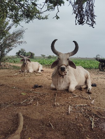 બળદ વેચવાના છે