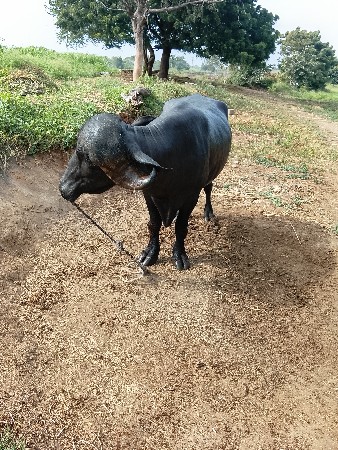 મોડો વેચવાનો છે