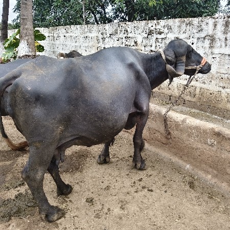 ભેંસ
