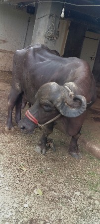 ભેંસ વેચવાની છે