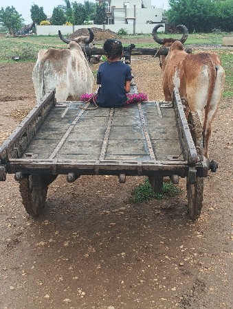 ગોધલા વેચવાના છે