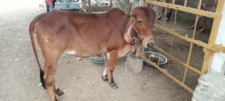 વેચવાની  છે
