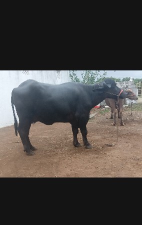 ભેસ વેચવાની છે