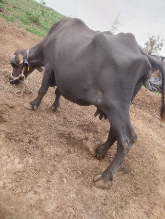 3 વેતર ની ભેંસ છે