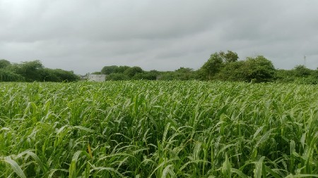 જુવાર વેશવાની છે