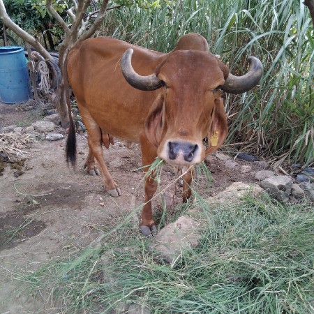 ગાય વેચવાની છે