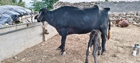 ભેંસ વેચવાની છે