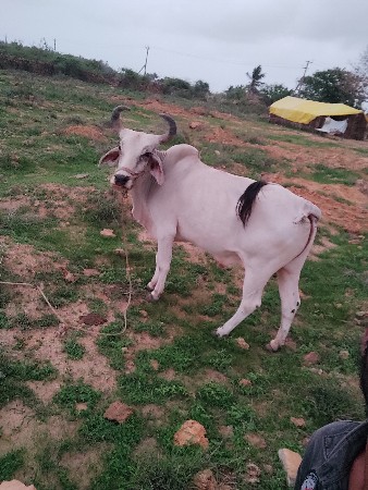 જગાભાઈ વાઘેલા