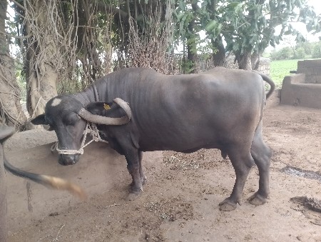 ભેસ