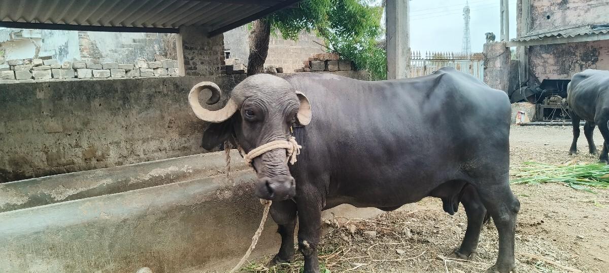 ભેંસ વેચવા ની છે