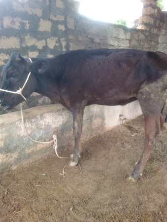 બે વાછરડી