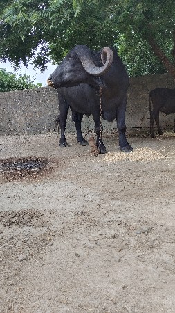 15 20 દીન કાશી