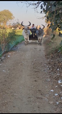 બળદ વેચવાના છે