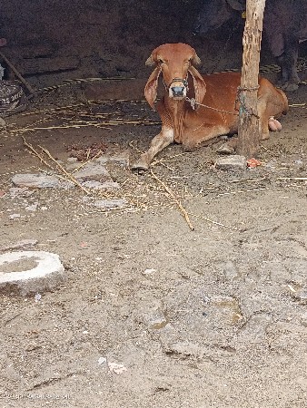 ફરીમા આપવા ની છે એક લિટર દૂધ છે