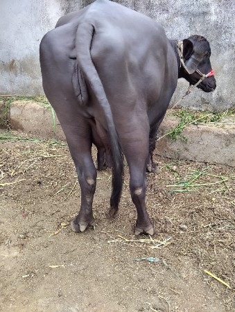 બીજું વેતર ગાભણીસે પદરદીવસનીકાસીસે