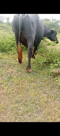 ભેંસ વેચવાની છે
