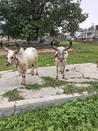બળદ વેચવાના છે