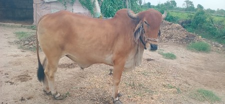 ગોધલો બર્ધ ૧ વાવણી નો હાકલ