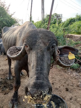 ભેંસ વેચવાની છે
