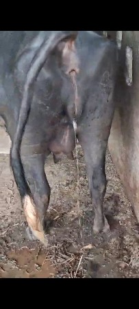 3. વેતર