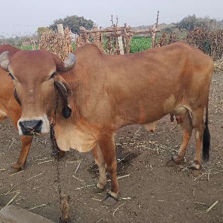 ગાય વેસવાની સે સાટા કરવાના સે