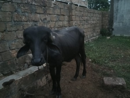 પાડો વેચવાનો છે