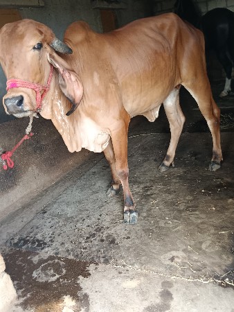gir Hodki veshavani she