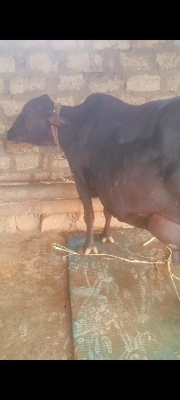 ગાય વેશવાની છે