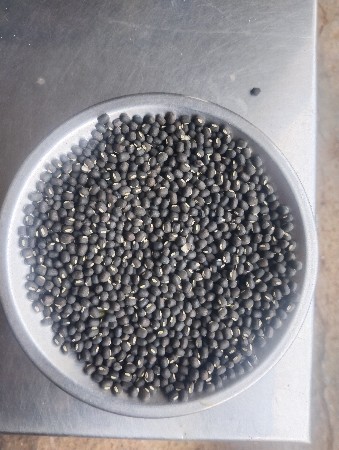 અળદ નું બીયારણ