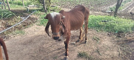 વાસડી પારવા આપવાની છે