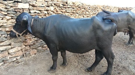 વેચવાની છે
