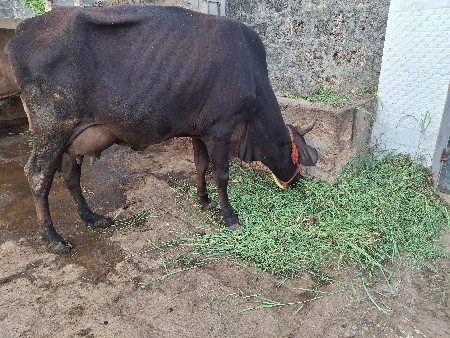 2 ગાય વેચવાની છે