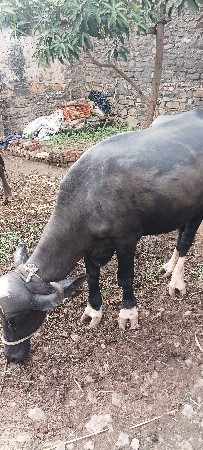 ખળેલી વેચવાની છે