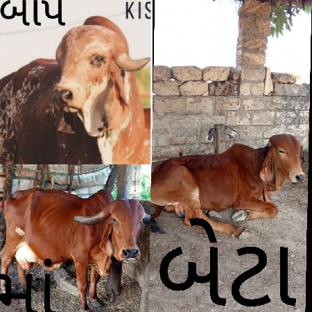 ગીર ગાય નિ ઓલાદ છે.