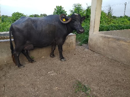 ભેંસ વેચવાની છે