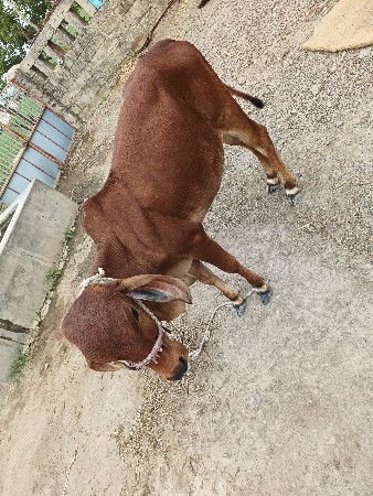 વાંસળી  દેવાની છે
