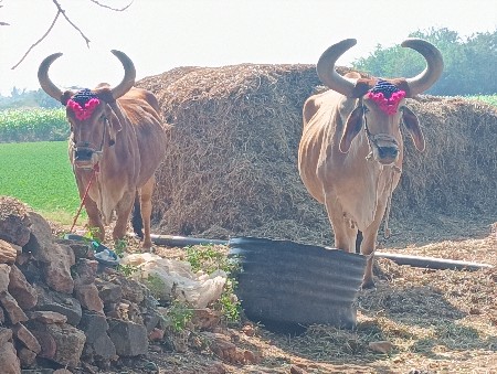 badad vesvana se