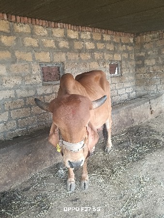 ગીરગાય સુવર્ણ કપિલા